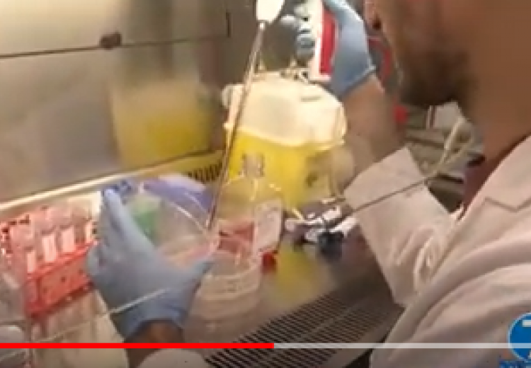 Variante Sudafricana Covid